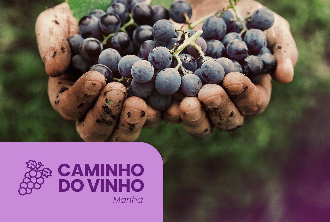 Caminho do Vinho com Almoço